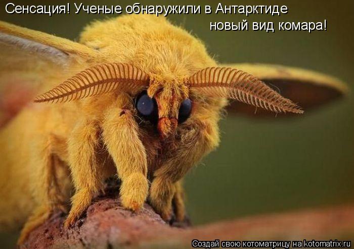 Сенсация! Ученые обнаружили в Антарктиде новый вид комара!... Котоматрица: Сенсация! Ученые обнаружили в Антарктиде новый вид комара!