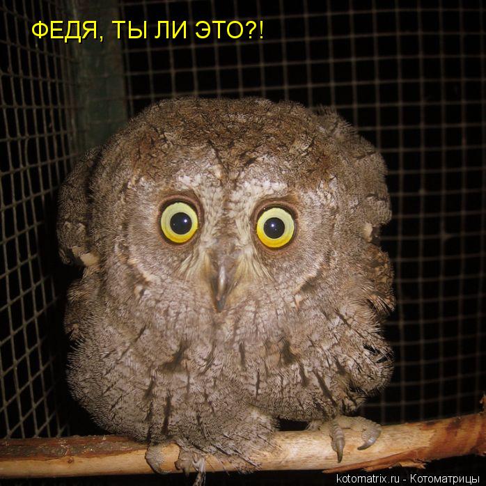 ФЕДЯ, ТЫ ЛИ ЭТО?!... Котоматрица: ФЕДЯ, ТЫ ЛИ ЭТО?!