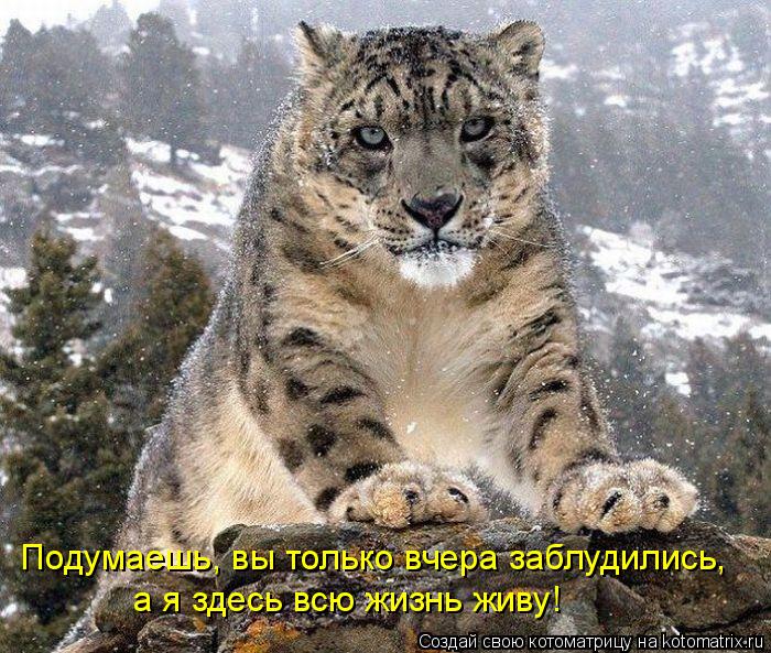 Подумаешь, вы только вчера заблудились, а я здесь всю жизнь живу!... Котоматрица: Подумаешь, вы только вчера заблудились, а я здесь всю жизнь живу!