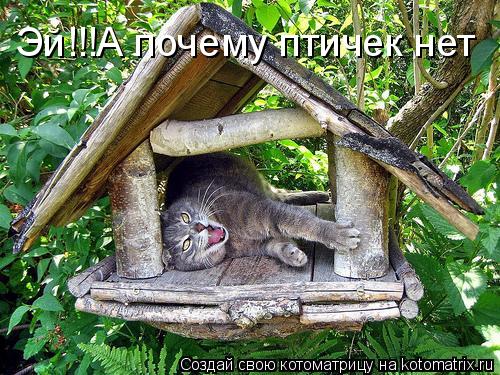 Эй!!!А почему птичек нет... Котоматрица: Эй!!!А почему птичек нет