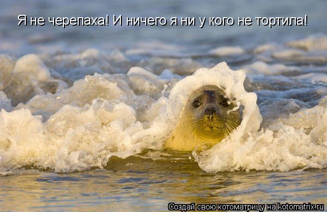 Я не черепаха! И ничего я ни у кого не тортила!... Котоматрица: Я не черепаха! И ничего я ни у кого не тортила!
