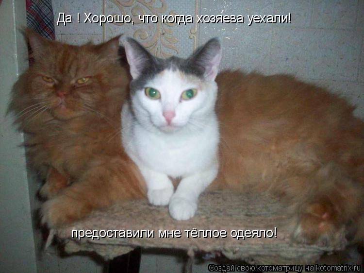 предоставили мне тёплое одеяло! Да ! Хорошо, что когда хозяева уехали!... Котоматрица: предоставили мне тёплое одеяло! Да ! Хорошо, что когда хозяева уехали!