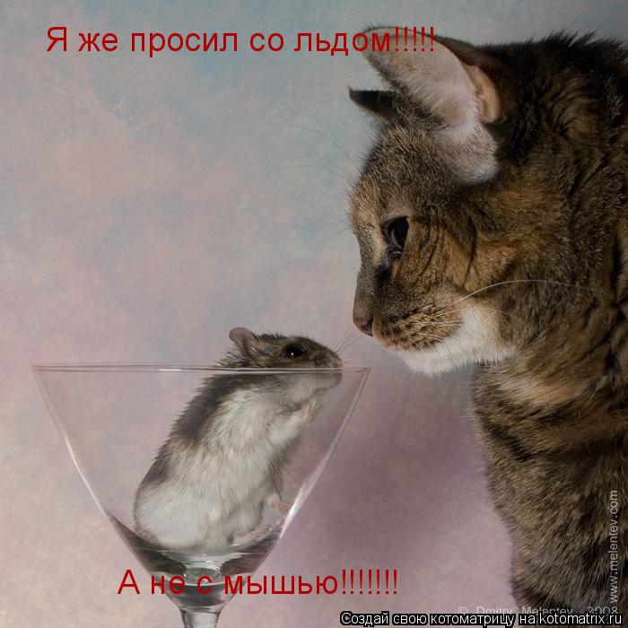 Я же просил со льдом!!!!! А не с мышью!!!!!!!... Котоматрица: Я же просил со льдом!!!!! А не с мышью!!!!!!!