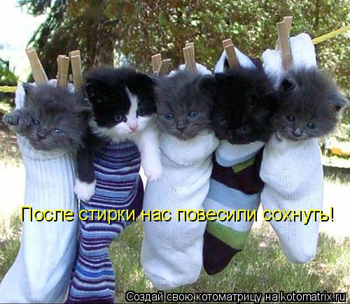 После стирки нас повесили сохнуть!... Котоматрица: После стирки нас повесили сохнуть!
