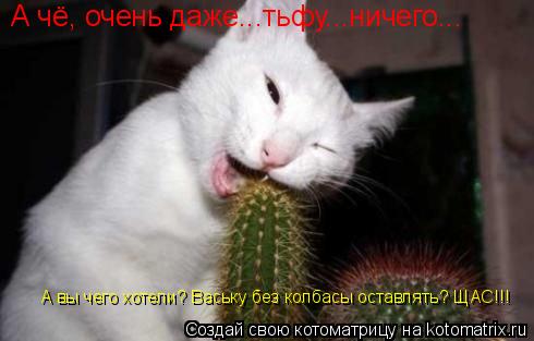 А чё, очень даже...тьфу...ничего... А чё, очень даже...тьфу...ничего... А вы чего хотели? Ваську без ... Котоматрица: А чё, очень даже...тьфу...ничего... А чё, очень даже...тьфу...ничего... А вы чего хотели? Ваську без колбасы оставлять? ЩАС!!!
