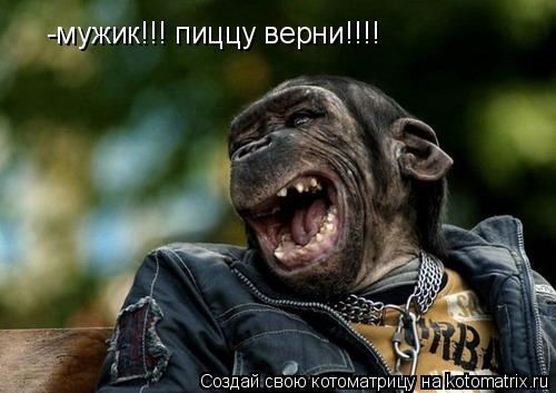 -мужик!!! пиццу верни!!!!... Котоматрица: -мужик!!! пиццу верни!!!!