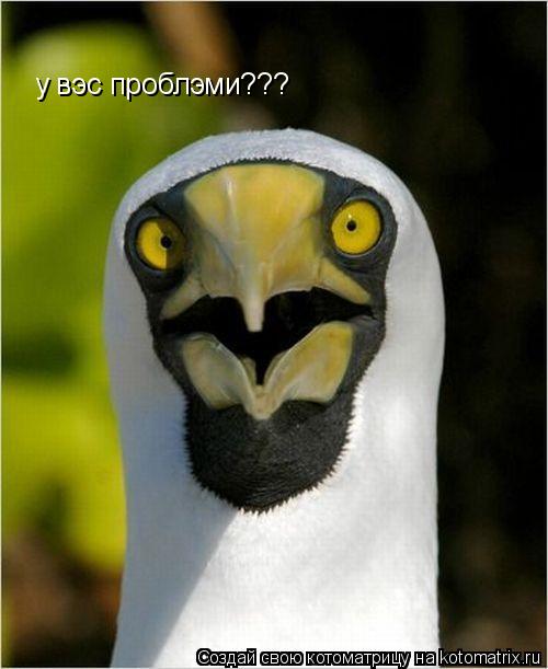 у вэс проблэми???... Котоматрица: у вэс проблэми???