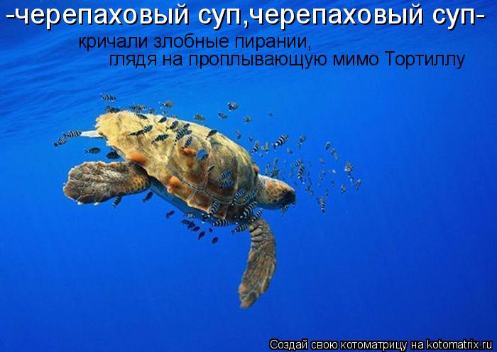 -черепаховый суп,черепаховый суп- кричали злобные пирании, глядя на проплывающую мимо Тортиллу... Котоматрица: -черепаховый суп,черепаховый суп- кричали злобные пирании, глядя на проплывающую мимо Тортиллу