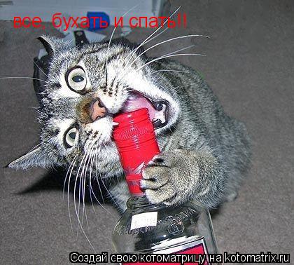 все, бухать и спать!!... Котоматрица: все, бухать и спать!!