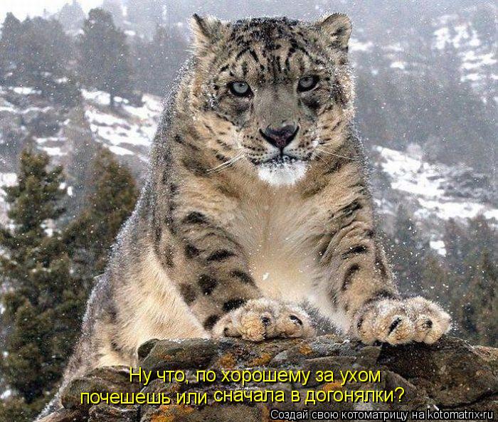 Ну что, по хорошему за ухом почешешь или сначала в догонялки?... Котоматрица: Ну что, по хорошему за ухом почешешь или сначала в догонялки?