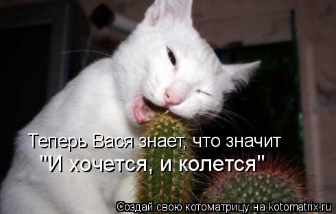 Теперь Вася знает, что значит "И хочется, и колется"... Котоматрица: Теперь Вася знает, что значит "И хочется, и колется"