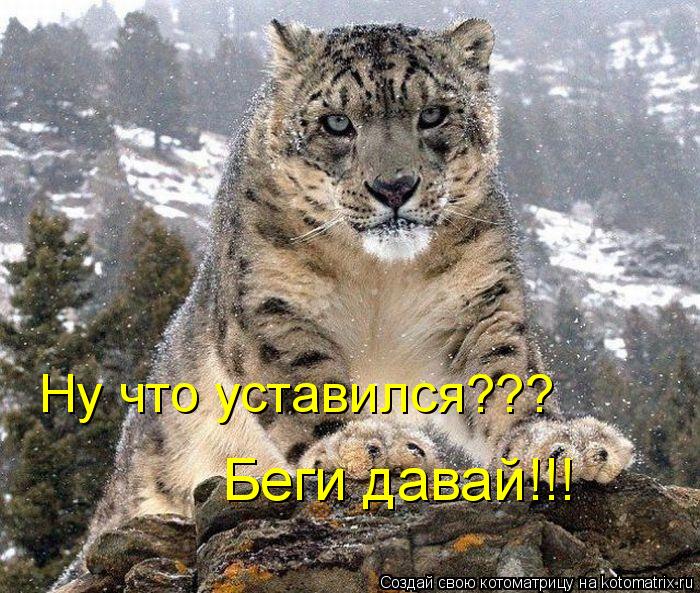 Ну что уставился??? Беги давай!!!... Котоматрица: Ну что уставился??? Беги давай!!!