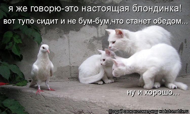 я же говорю-это настоящая блондинка! вот тупо сидит и не бум-бум,что станет обедом... ну и хорошо...... Котоматрица: я же говорю-это настоящая блондинка! вот тупо сидит и не бум-бум,что станет обедом... ну и хорошо...