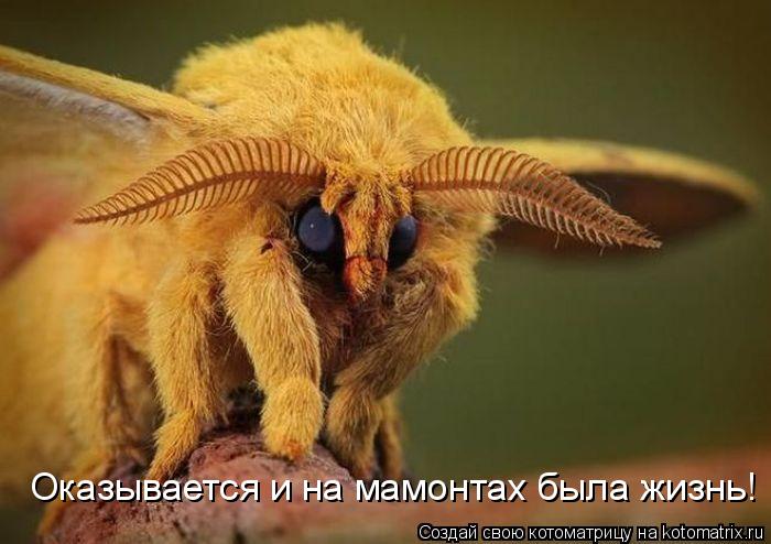 Оказывается и на мамонтах была жизнь!... Котоматрица: Оказывается и на мамонтах была жизнь!