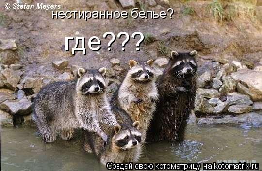 нестиранное белье? где???... Котоматрица: нестиранное белье? где???