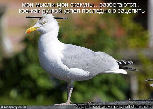 мои мысли-мои скакуны...разбегаются.. кое-как ручкой успел последнюю зацепить... Котоматрица: мои мысли-мои скакуны...разбегаются.. кое-как ручкой успел последнюю зацепить
