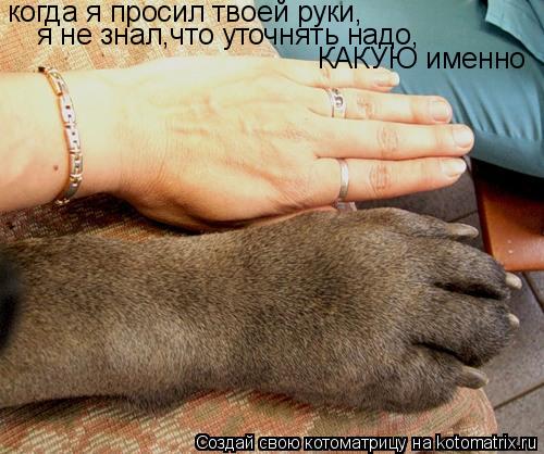 когда я просил твоей руки, я не знал,что уточнять надо, КАКУЮ именно... Котоматрица: когда я просил твоей руки, я не знал,что уточнять надо, КАКУЮ именно
