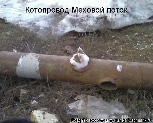 Котопровод Меховой поток... Котоматрица: Котопровод Меховой поток