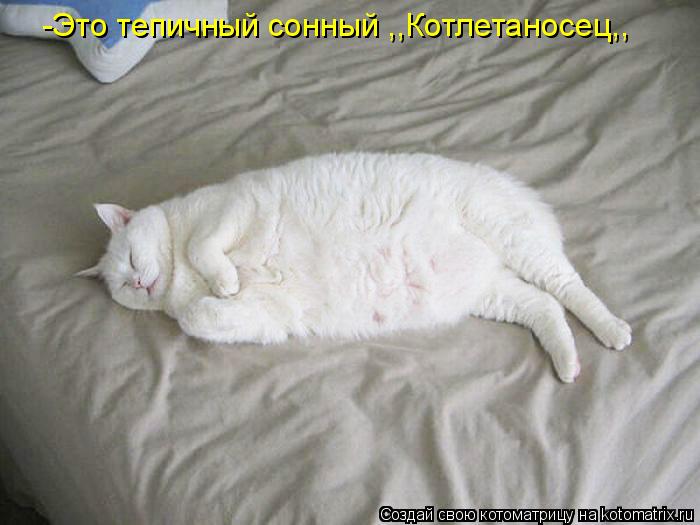 -Это тепичный сонный ,,Котлетаносец,,... Котоматрица: -Это тепичный сонный ,,Котлетаносец,,