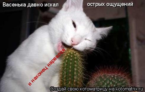 Васенька давно искал острых ощущений и наконец нарвался... Котоматрица: Васенька давно искал острых ощущений и наконец нарвался