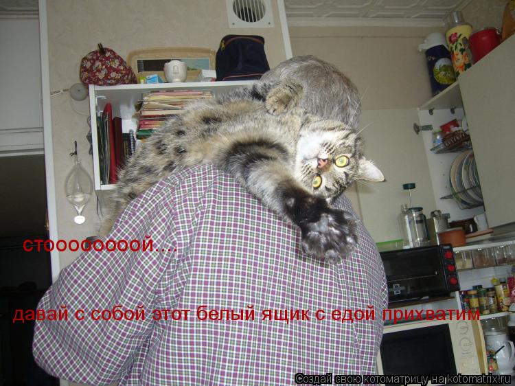 стоооооооой.... давай с собой этот белый ящик с едой прихватим... Котоматрица: стоооооооой.... давай с собой этот белый ящик с едой прихватим