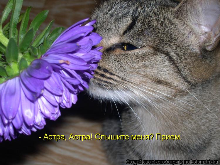 - Астра, Астра! Слышите меня? Прием.... Котоматрица: - Астра, Астра! Слышите меня? Прием.