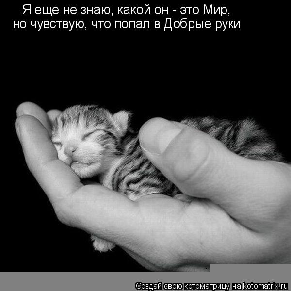 Я еще не знаю, какой он - это Мир, но чувствую, что попал в Добрые руки... Котоматрица: Я еще не знаю, какой он - это Мир, но чувствую, что попал в Добрые руки