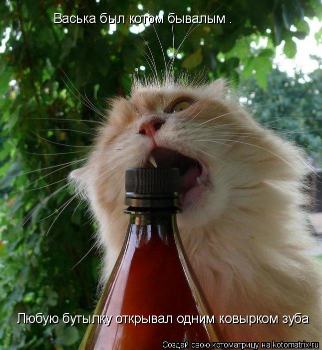 Васька был котом бывалым . Любую бутылку открывал одним ковырком зуба... Котоматрица: Васька был котом бывалым . Любую бутылку открывал одним ковырком зуба