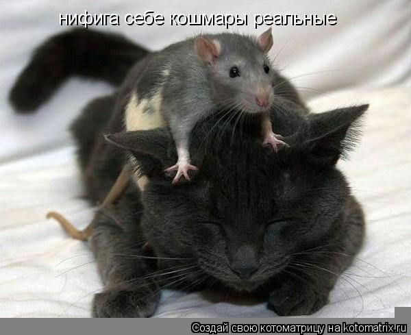 нифига себе кошмары реальные... Котоматрица: нифига себе кошмары реальные