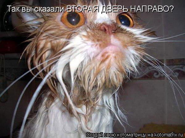 Так вы сказали ВТОРАЯ ДВЕРЬ НАПРАВО?... Котоматрица: Так вы сказали ВТОРАЯ ДВЕРЬ НАПРАВО?