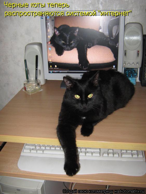 Черные коты теперь распространяются системой "интернет"... Котоматрица: Черные коты теперь распространяются системой "интернет"