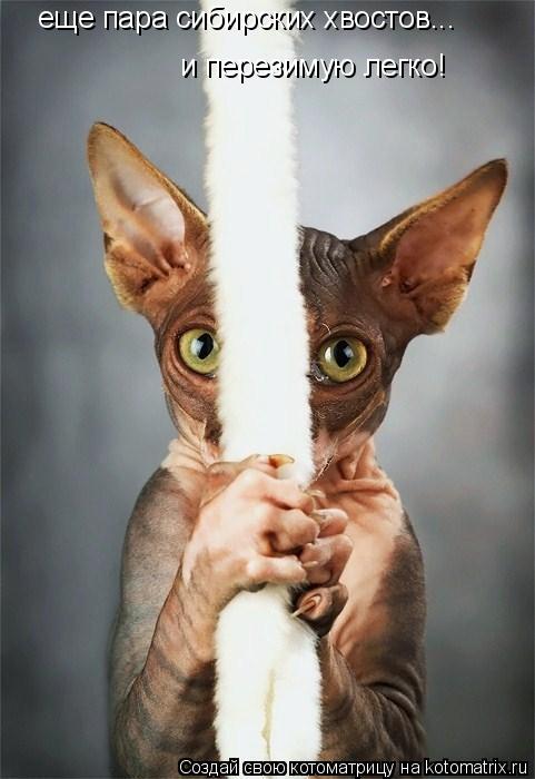 еще пара сибирских хвостов... и перезимую легко!... Котоматрица: еще пара сибирских хвостов... и перезимую легко!