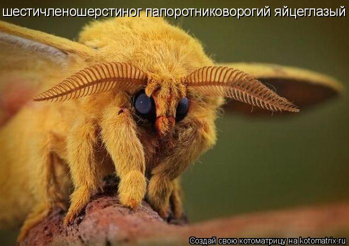 шестичленошерстиног папоротниковорогий яйцеглазый... Котоматрица: шестичленошерстиног папоротниковорогий яйцеглазый