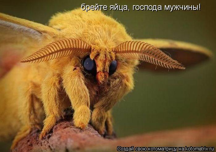 брейте яйца, господа мужчины!... Котоматрица: брейте яйца, господа мужчины!