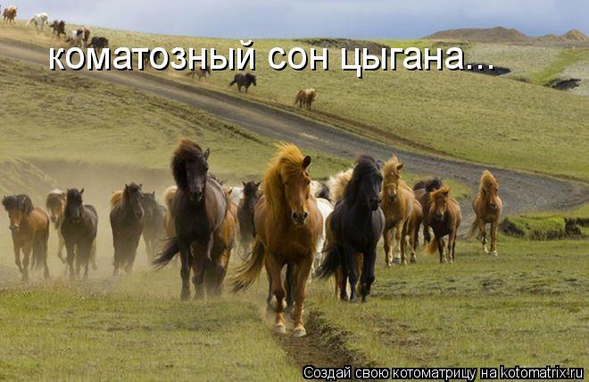 коматозный сон цыгана...... Котоматрица: коматозный сон цыгана...