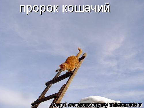 пророк кошачий... Котоматрица: пророк кошачий