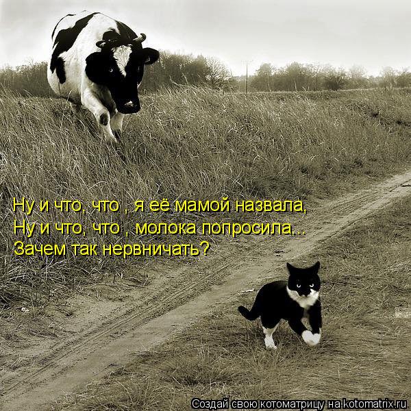 Ну и что, что , я её мамой назвала, Ну и что, что , молока попросила... Зачем так нервничать?... Котоматрица: Ну и что, что , я её мамой назвала, Ну и что, что , молока попросила... Зачем так нервничать?