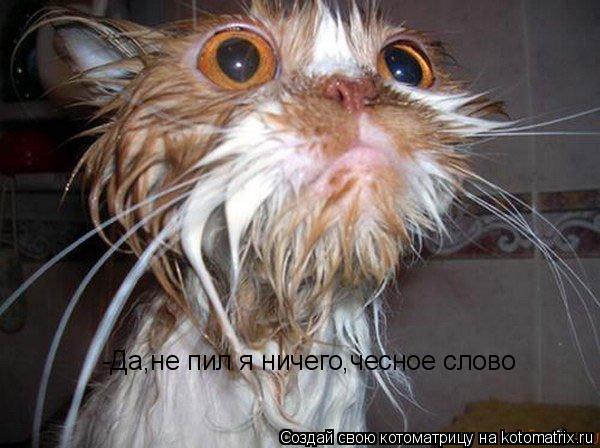 -Да,не пил я ничего,чесное слово... Котоматрица: -Да,не пил я ничего,чесное слово
