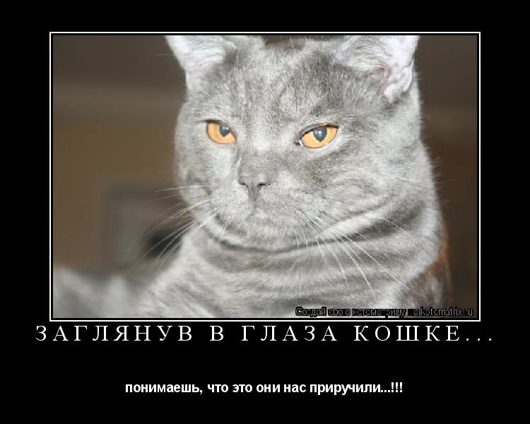 Заглянув в глаза кошке... понимаешь, что это они нас приручили...!!!... Котоматрица: Заглянув в глаза кошке... понимаешь, что это они нас приручили...!!!