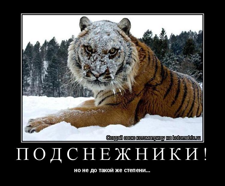 подснежники! но не до такой же степени...... Котоматрица: подснежники! но не до такой же степени...