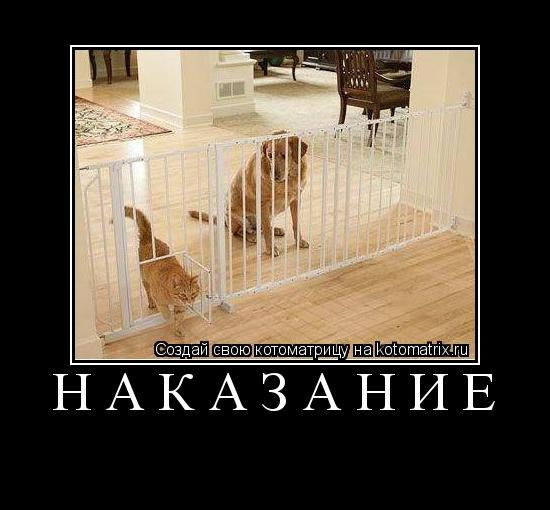 НАКАЗАНИЕ ... Котоматрица: НАКАЗАНИЕ