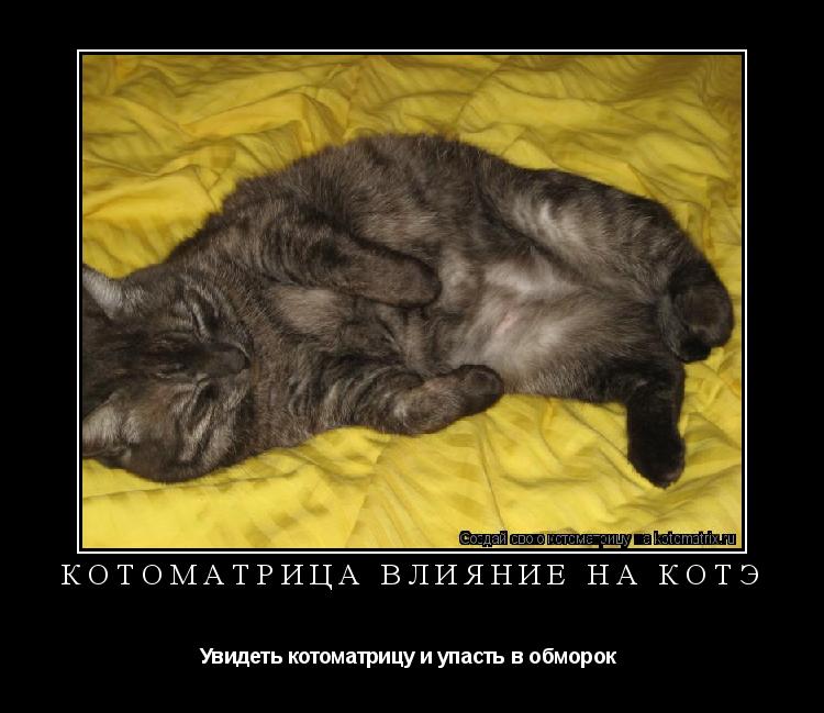 Котоматрица: котоматрица влияние на котэ Увидеть котоматрицу и упасть в обморок 