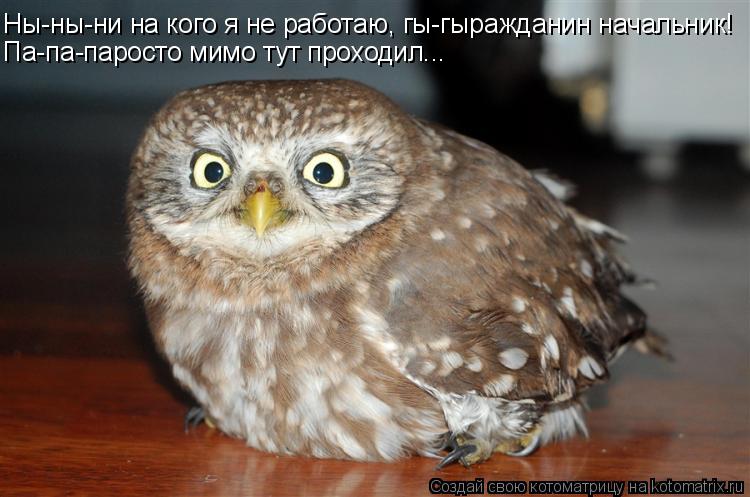 Ны-ны-ни на кого я не работаю, гы-гыражданин начальник! Па-па-паросто мимо тут проходил...... Котоматрица: Ны-ны-ни на кого я не работаю, гы-гыражданин начальник! Па-па-паросто мимо тут проходил...