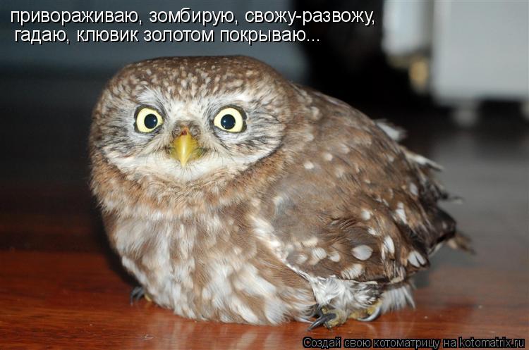 привораживаю, зомбирую, свожу-развожу, гадаю, клювик золотом покрываю...... Котоматрица: привораживаю, зомбирую, свожу-развожу, гадаю, клювик золотом покрываю...