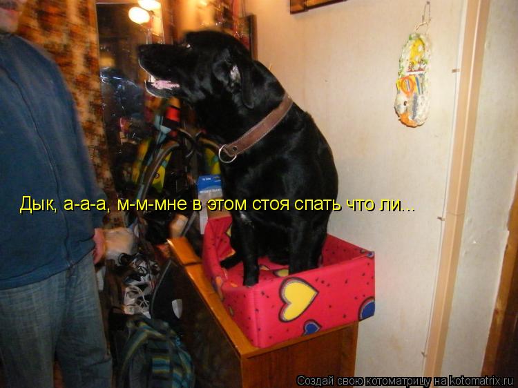 Дык, а-а-а, м-м-мне в этом стоя спать что ли...... Котоматрица: Дык, а-а-а, м-м-мне в этом стоя спать что ли...