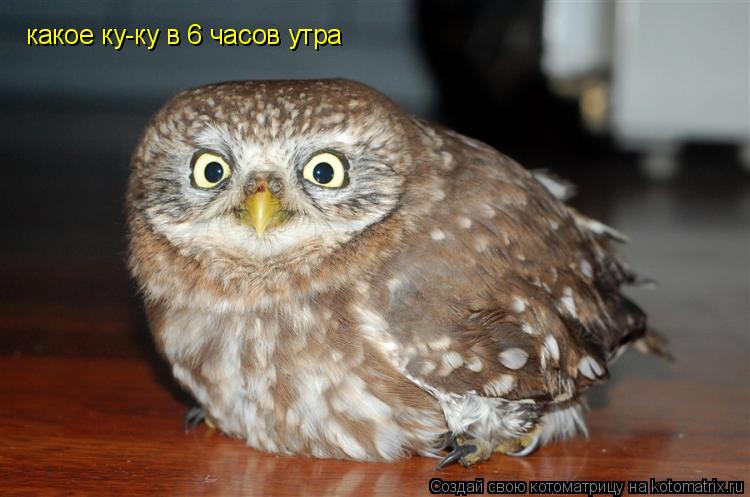 какое ку-ку в 6 часов утра... Котоматрица: какое ку-ку в 6 часов утра