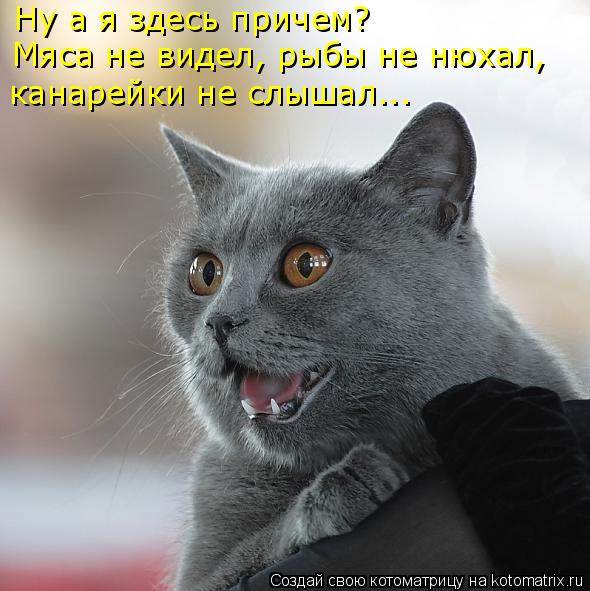 Ну а я здесь причем? Мяса не видел, рыбы не нюхал, канарейки не слышал...... Котоматрица: Ну а я здесь причем? Мяса не видел, рыбы не нюхал, канарейки не слышал...