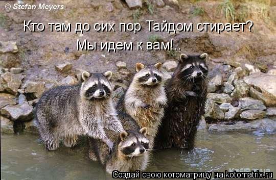 Кто там до сих пор Тайдом стирает? Мы идем к вам!..... Котоматрица: Кто там до сих пор Тайдом стирает? Мы идем к вам!..