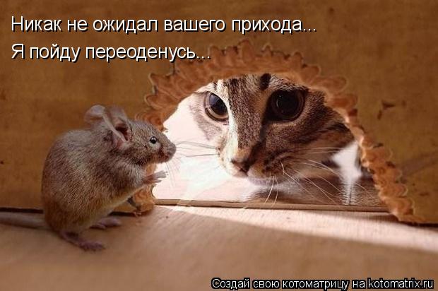 Никак не ожидал вашего прихода... Я пойду переоденусь...... Котоматрица: Никак не ожидал вашего прихода... Я пойду переоденусь...