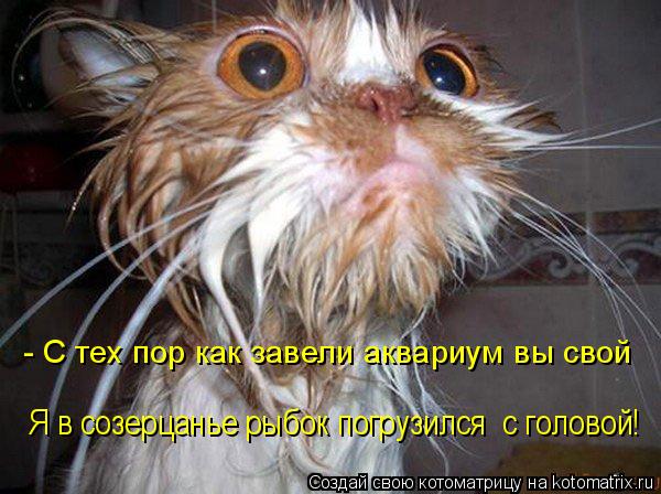 - С тех пор как завели аквариум вы свой Я в созерцанье рыбок погрузился с головой!... Котоматрица: - С тех пор как завели аквариум вы свой Я в созерцанье рыбок погрузился с головой!